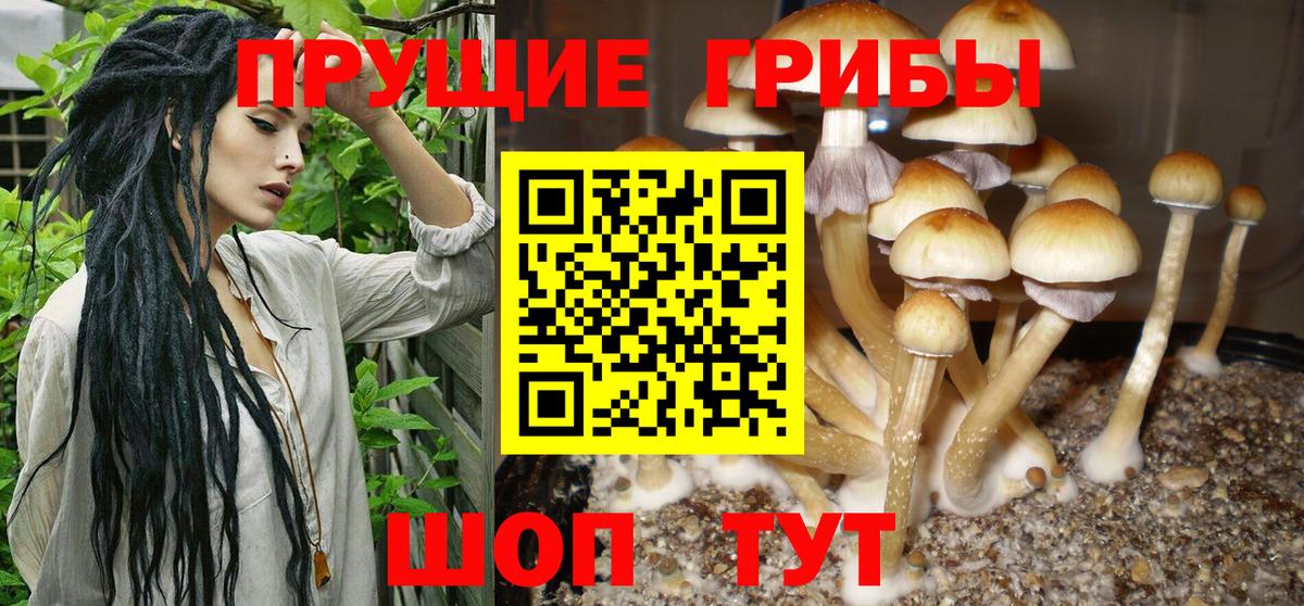 Псилоцибиновые грибы Cubensis Каменск-Уральский